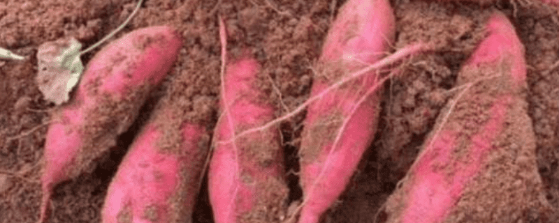 西瓜红薯详细介绍，种植要点